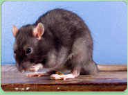 rat control Haslemere