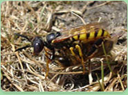 wasp control Haslemere