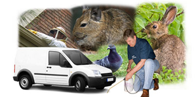 Haslemere local van